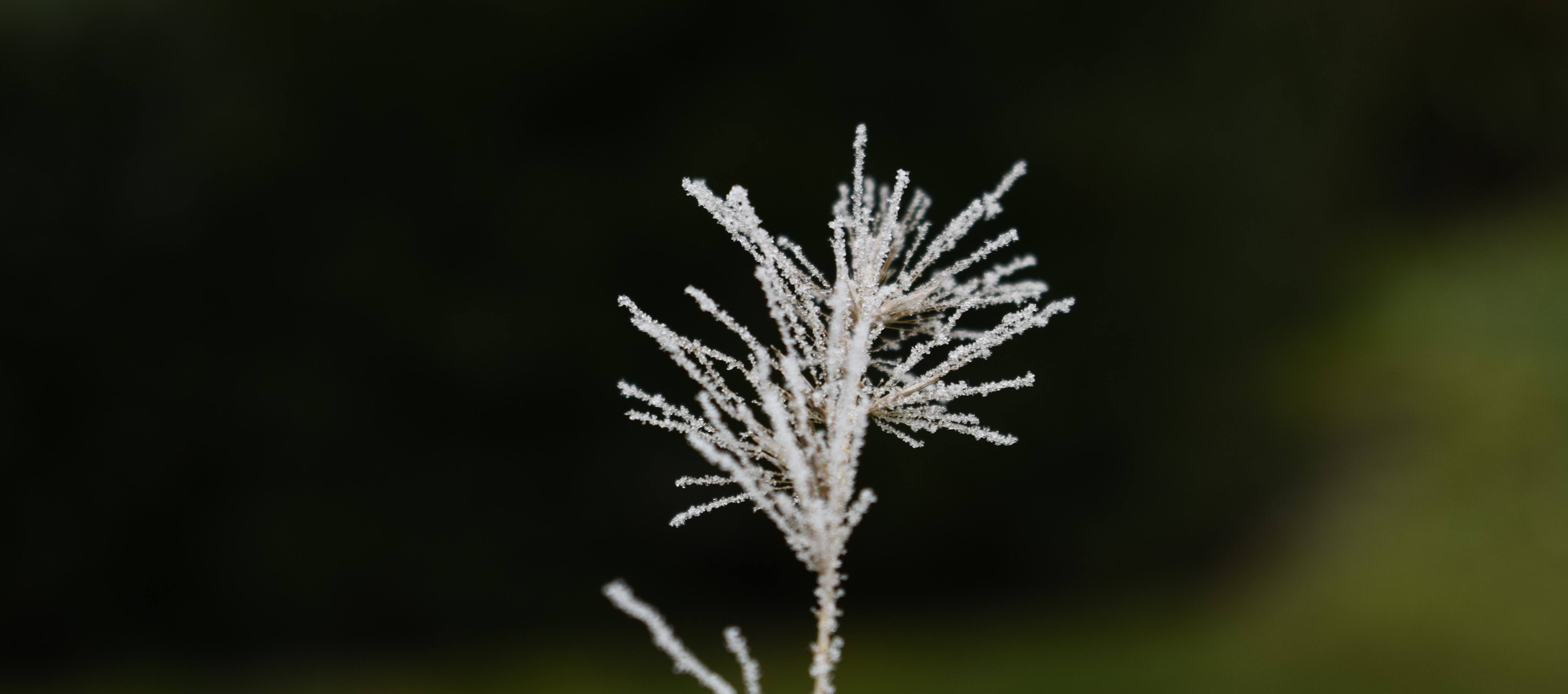 About rhyme and ripe | enigma